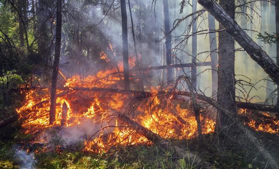 ONU alerta para custos invisíveis dos incêndios florestais em 2025